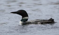 Loon Photo_Karen Ooothoudt via KAXE-KBXE radio photographer