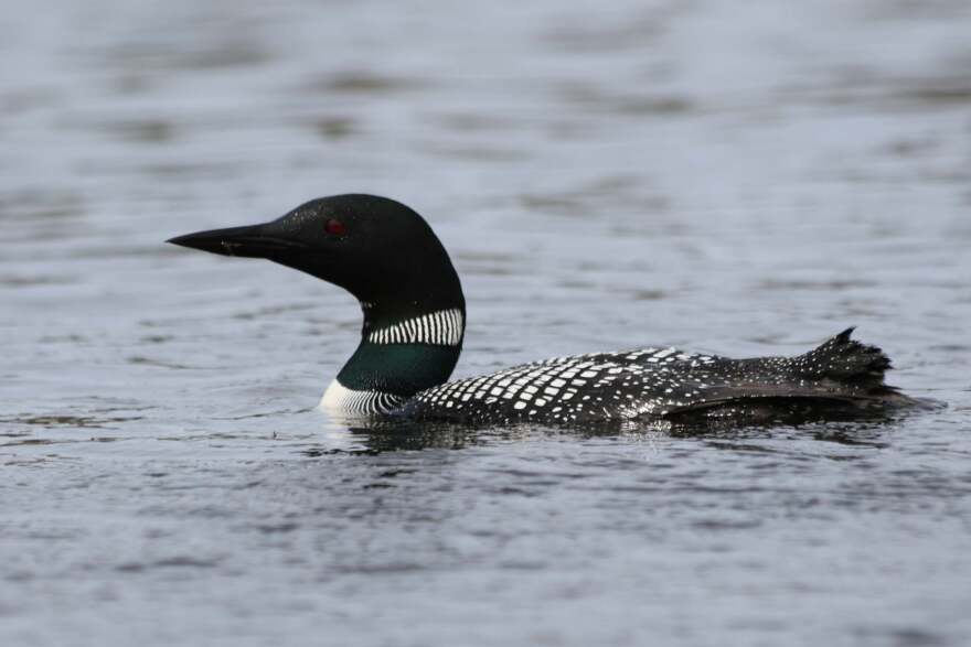 Loon Photo_Karen Ooothoudt via KAXE-KBXE radio photographer