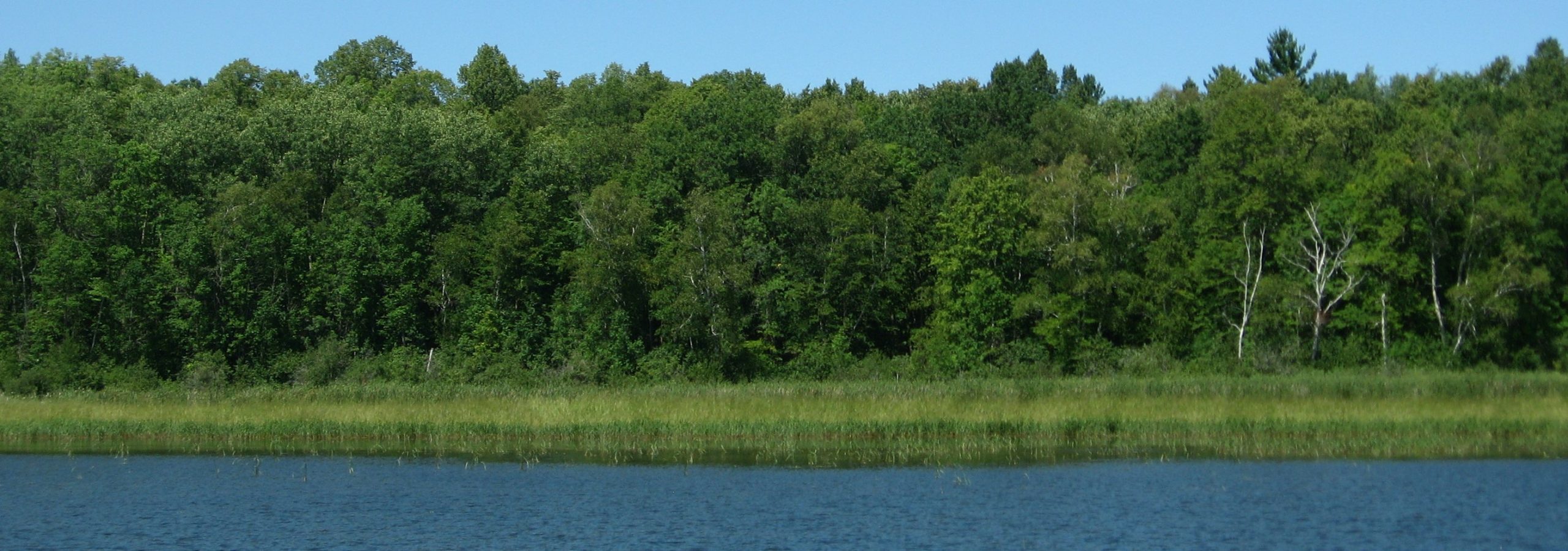 forested shoreland