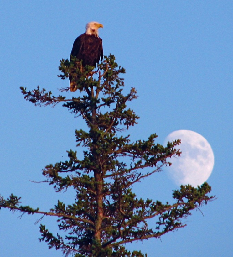 Eagle on nest_Ten Mile_Michael Schwartz