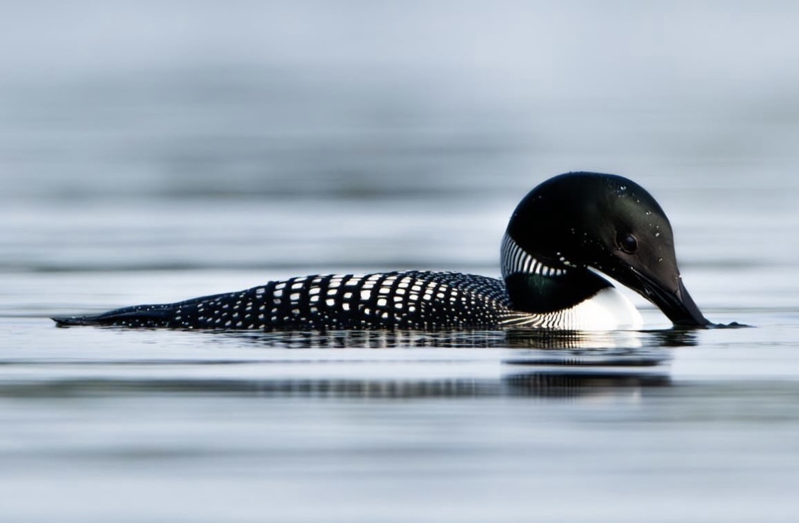 Loon on Calm Water_Ten Mile_Daniel Eggert