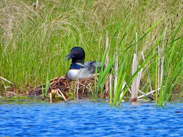 Loon on Nest_Ten Mile_Jane Cullen