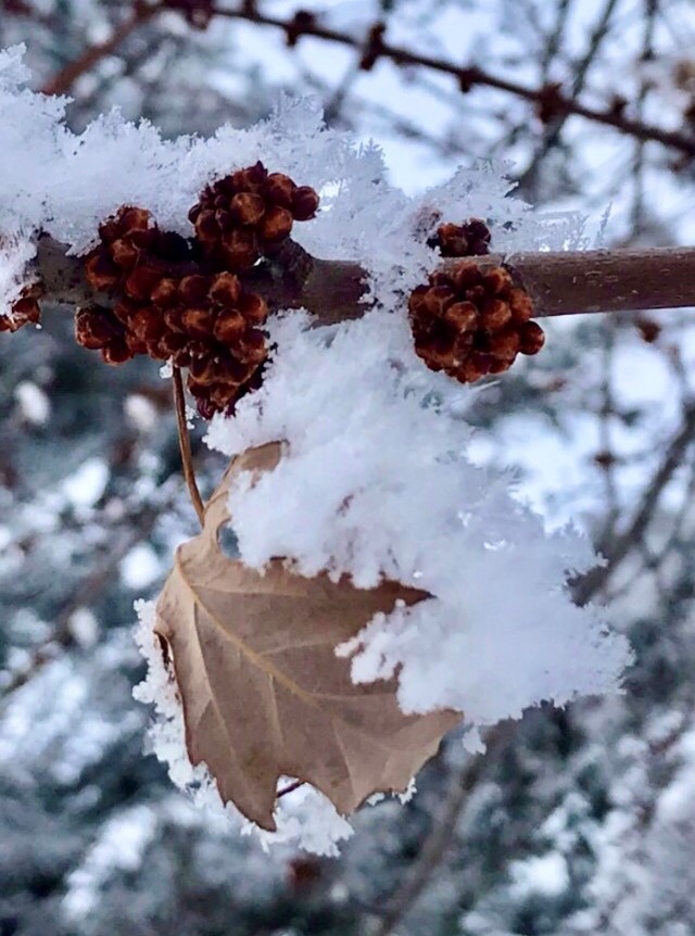 Frozen berries_Elizabeth Mboutchom_Cropped