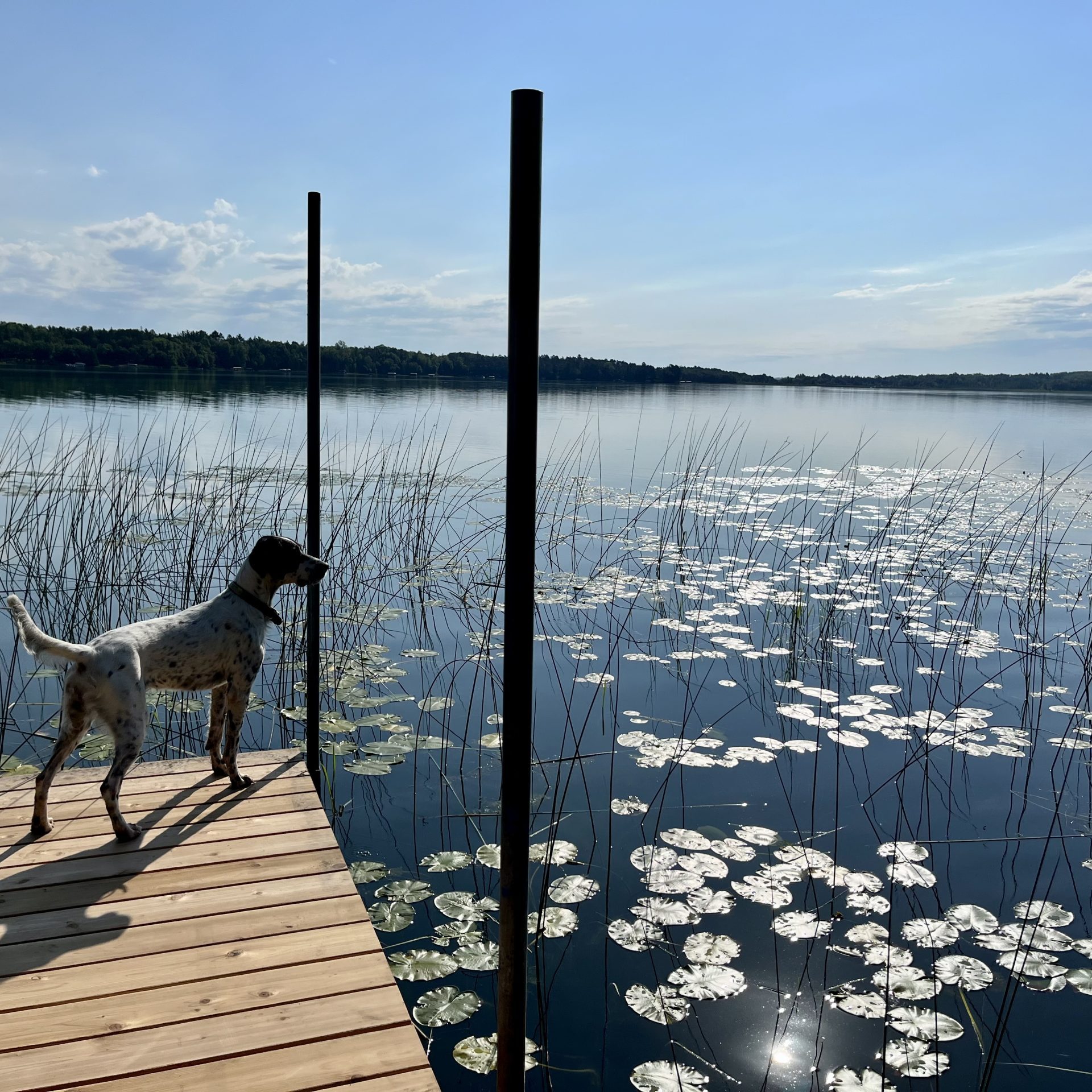 Dog on Dock_Lake_Photographer Annie Knight
