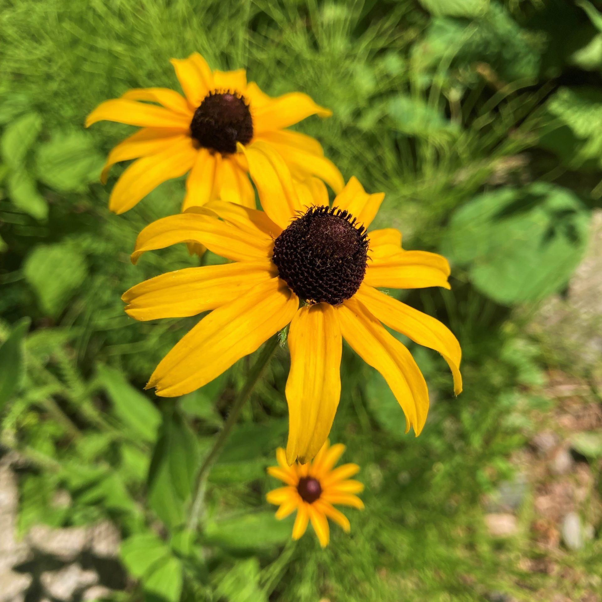 Flower_Black Eyed Susan_Annie Photographer