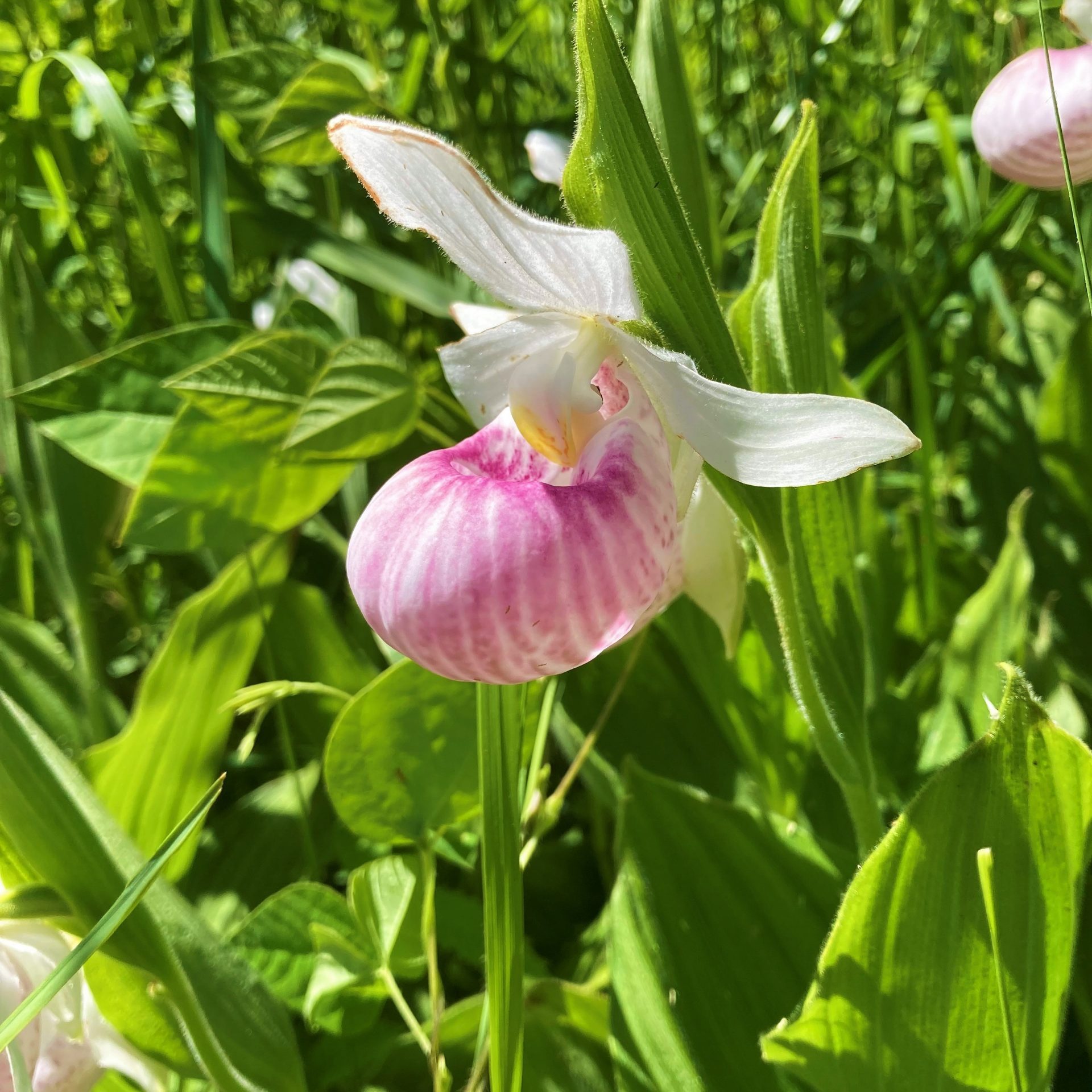 Ladyslipper_Annie Photographer