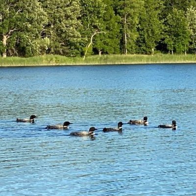 Loon_Cedar Lake_James Zeese