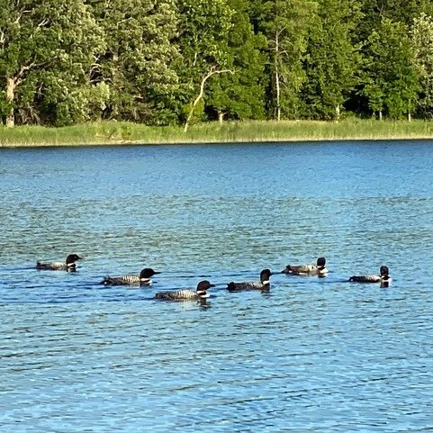 Loon_Cedar Lake_James Zeese