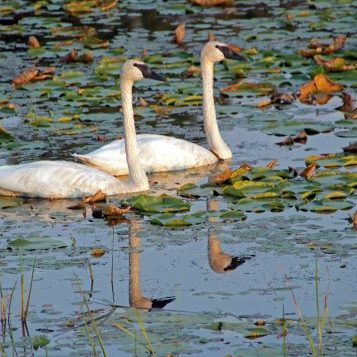 Trumpter Swans