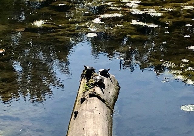 Turtles Sunning on Log_Elizabeth Mboutchom