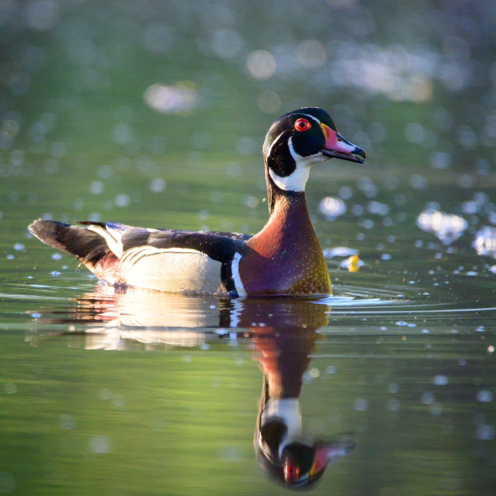 Wood duck - Raymaker