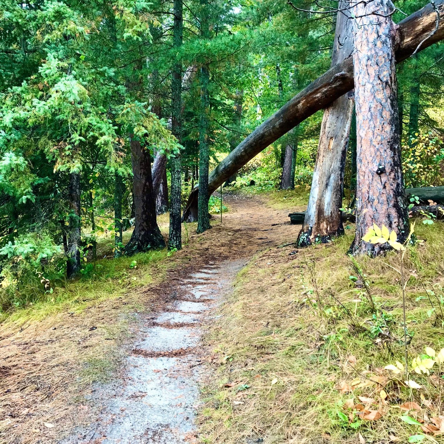 hiking trail in forest